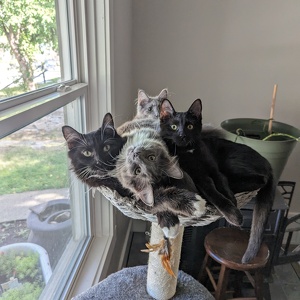 Fundraising Page: Nicole Noel